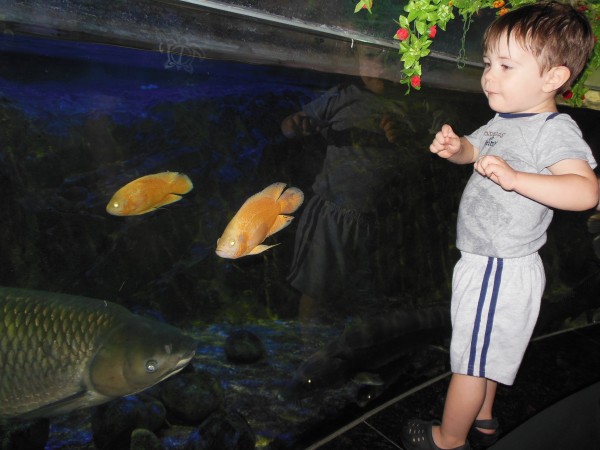 VinPearl Aquarium Nha Trang Vietnam Toddler