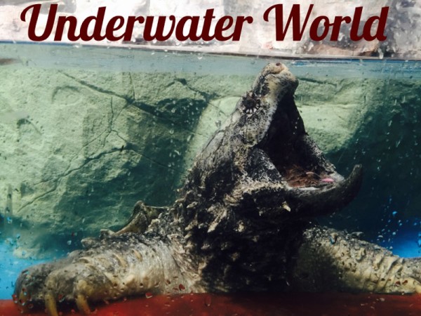Underwater World Aquarium Langkawi Malaysia